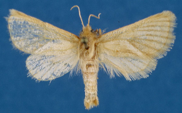 /filer/webapps/moths/media/images/A/arcifera_Mountelgonia_AF_Lehmann_01.jpg