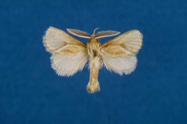 /filer/webapps/moths/media/images/A/arcifera_Mountelgonia_AM_Lehmann_01.jpg