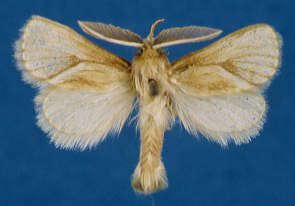 /filer/webapps/moths/media/images/A/arcifera_Mountelgonia_AM_Lehmann_01_zmgaB6G.jpg