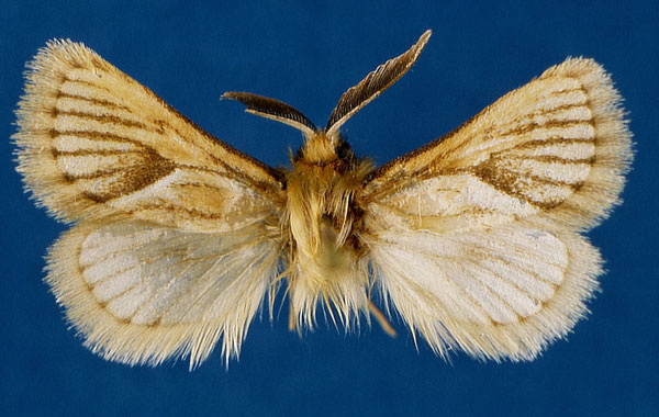 /filer/webapps/moths/media/images/A/arcifera_Mountelgonia_AM_Lehmann_02_sjGWqbD.jpg