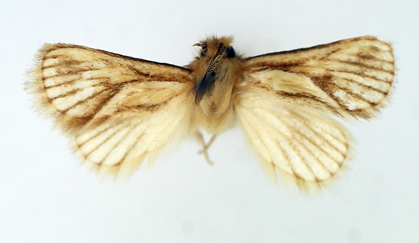 /filer/webapps/moths/media/images/A/arcifera_Mountelgonia_AM_TMSA.jpg