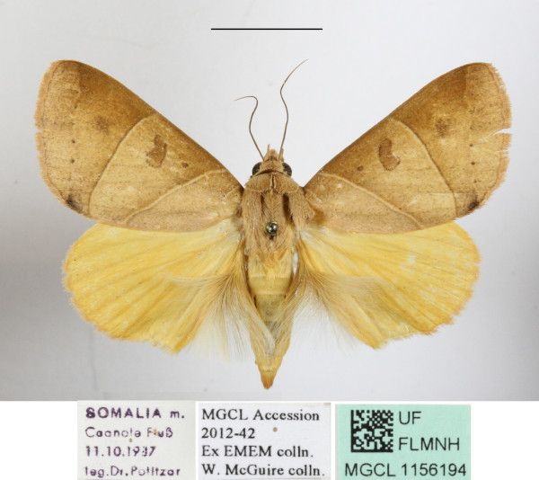 /filer/webapps/moths/media/images/A/arcifera_Thyas_A_MGCL_01.JPG