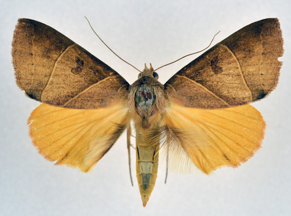 /filer/webapps/moths/media/images/A/arcifera_Thyas_A_NHMO.jpg