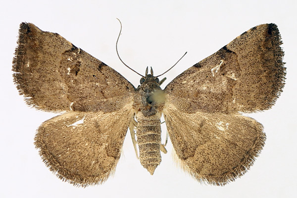 /filer/webapps/moths/media/images/A/arctinotata_Plecoptera_AF_TMSA_01.jpg
