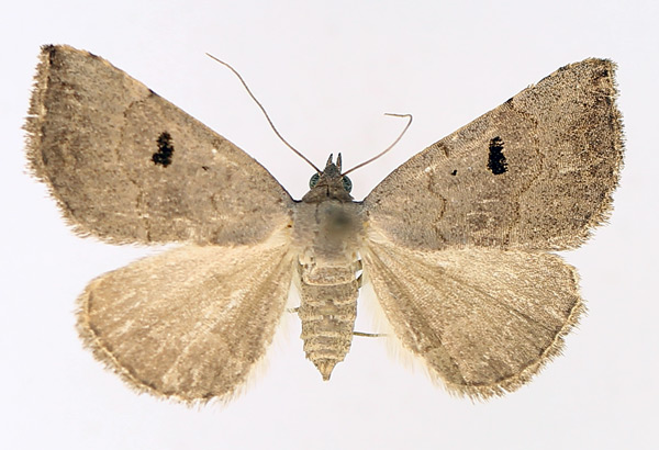 /filer/webapps/moths/media/images/A/arctinotata_Plecoptera_AF_TMSA_02.jpg