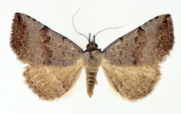 /filer/webapps/moths/media/images/A/arctinotata_Plecoptera_AM_TMSA_02.jpg