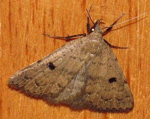 /filer/webapps/moths/media/images/A/arctinotata_Plecoptera_A_Braun_05.jpg