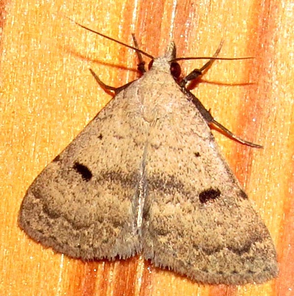 /filer/webapps/moths/media/images/A/arctinotata_Plecoptera_A_Braun_06.jpg