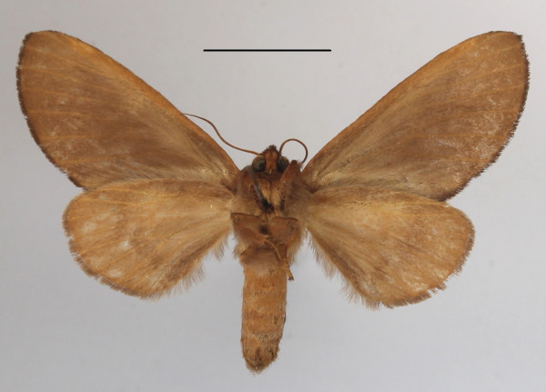 /filer/webapps/moths/media/images/A/arctipennis_Galanthella_AF_MGCLb_02.JPG