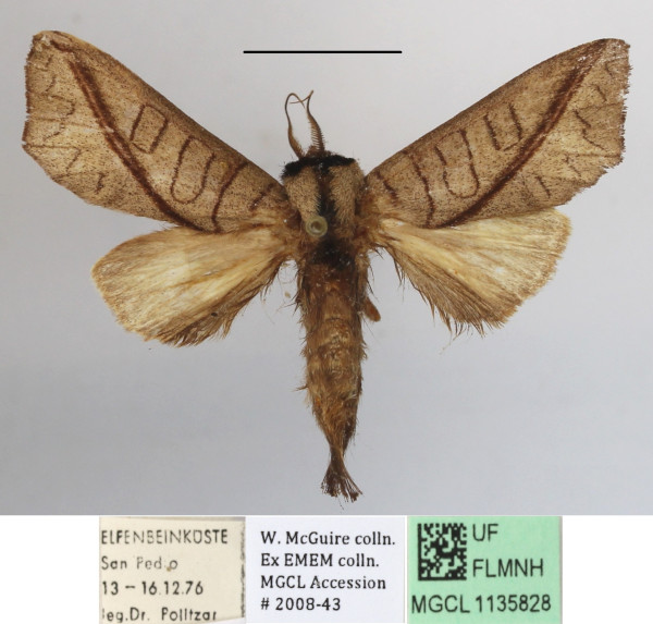 /filer/webapps/moths/media/images/A/arctipennis_Galanthella_AM_MGCLa_01.JPG