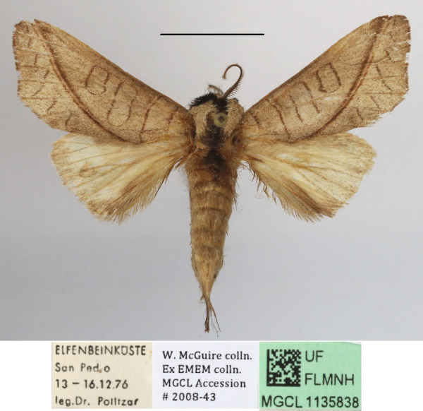 /filer/webapps/moths/media/images/A/arctipennis_Galanthella_AM_MGCLa_03.JPG