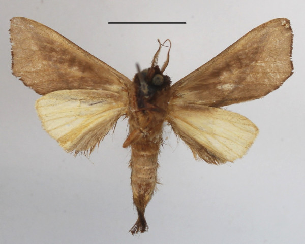 /filer/webapps/moths/media/images/A/arctipennis_Galanthella_AM_MGCLb_01.JPG