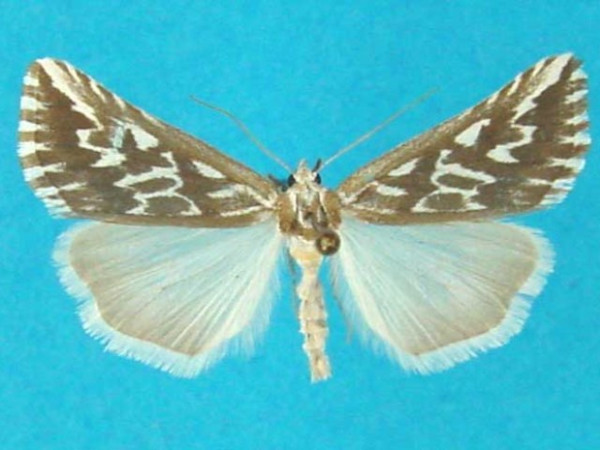 /filer/webapps/moths/media/images/A/arcualis_Argyrophora_AF_Legrain.jpg