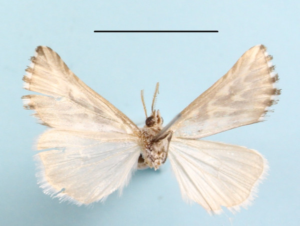 /filer/webapps/moths/media/images/A/arcualis_Argyrophora_A_MGCLb_01.jpg