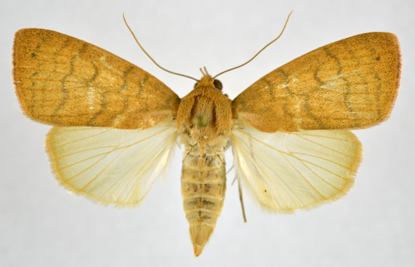 /filer/webapps/moths/media/images/A/arcuata_Maurilia_AF_NHMO_01.jpg