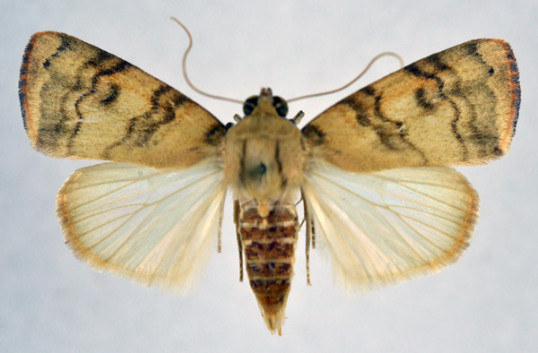 /filer/webapps/moths/media/images/A/arcuata_Maurilia_AF_NHMO_02.jpg