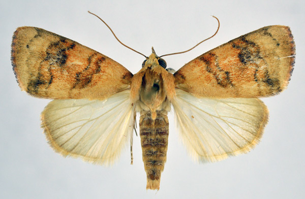 /filer/webapps/moths/media/images/A/arcuata_Maurilia_AM_NHMO_02.jpg