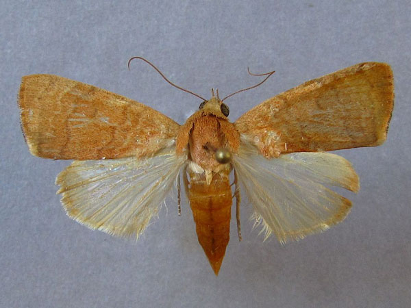 /filer/webapps/moths/media/images/A/arcuata_Maurilia_A_Baron_01.jpg