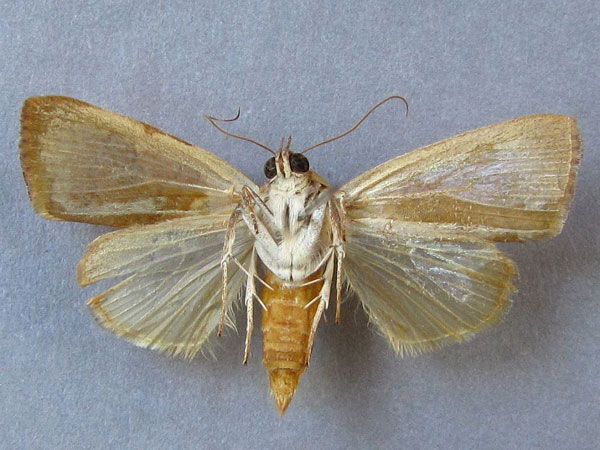 /filer/webapps/moths/media/images/A/arcuata_Maurilia_A_Baron_02.jpg