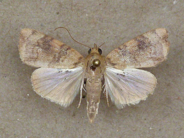 /filer/webapps/moths/media/images/A/arcuata_Maurilia_A_Butler_01.jpg