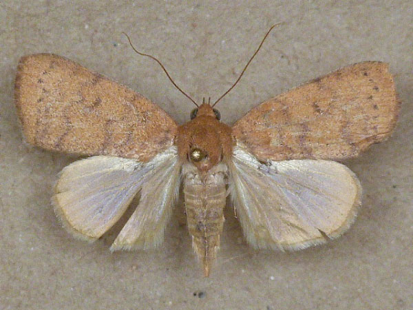 /filer/webapps/moths/media/images/A/arcuata_Maurilia_A_Butler_02.jpg