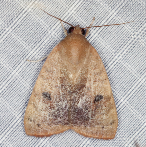 /filer/webapps/moths/media/images/A/arcuata_Maurilia_A_Heyns_01.jpg