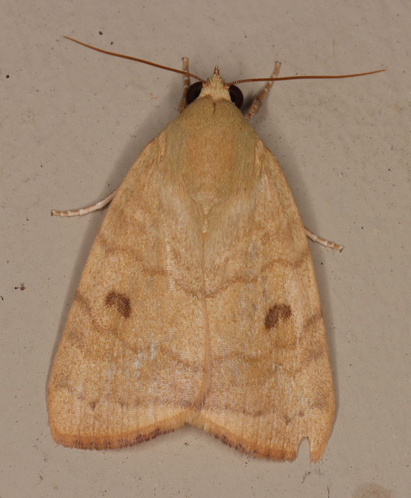 /filer/webapps/moths/media/images/A/arcuata_Maurilia_A_Heyns_03.jpg
