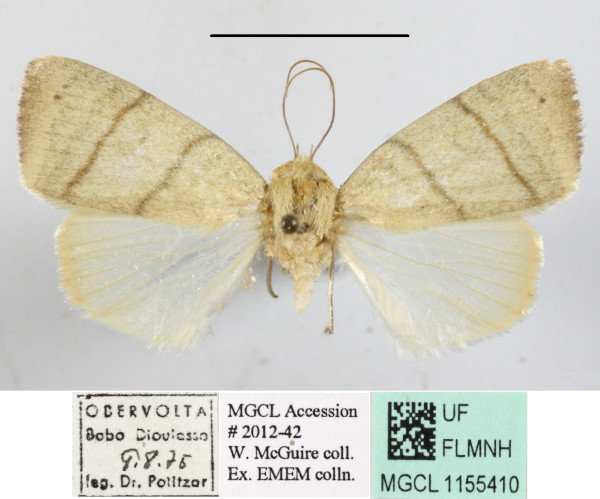 /filer/webapps/moths/media/images/A/arcuata_Maurilia_A_MGCL_01.jpg