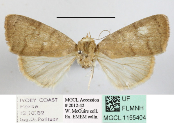 /filer/webapps/moths/media/images/A/arcuata_Maurilia_A_MGCL_02.jpg