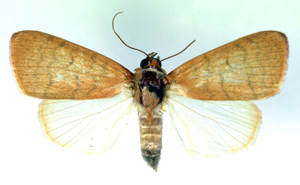 /filer/webapps/moths/media/images/A/arcuata_Maurilia_A_RMCA.jpg