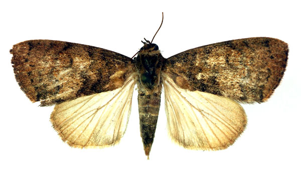 /filer/webapps/moths/media/images/A/arcuata_Maurilia_A_RMCA_02.jpg