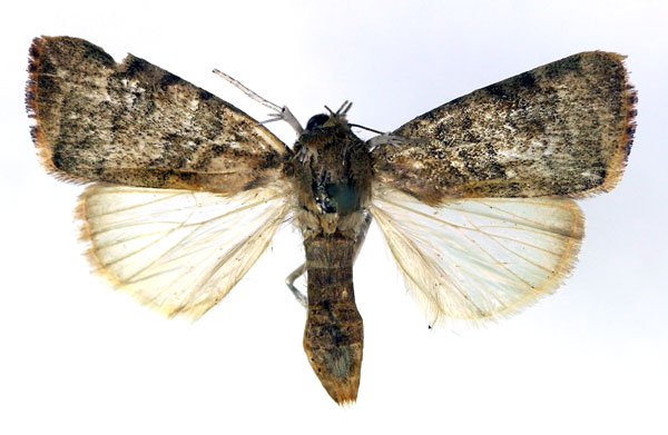 /filer/webapps/moths/media/images/A/arcuata_Maurilia_A_RMCA_03.jpg