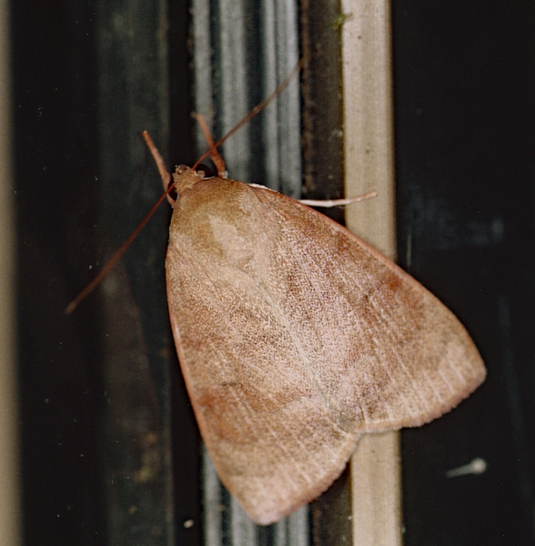 /filer/webapps/moths/media/images/A/arcuata_Maurilia_A_Roland_01.jpg