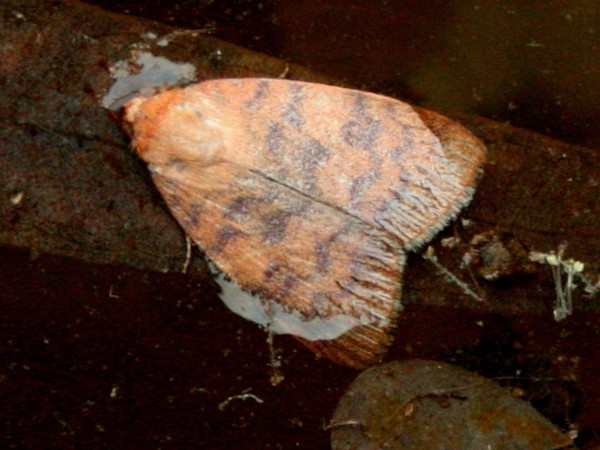 /filer/webapps/moths/media/images/A/arcuata_Maurilia_A_Sydes.jpg