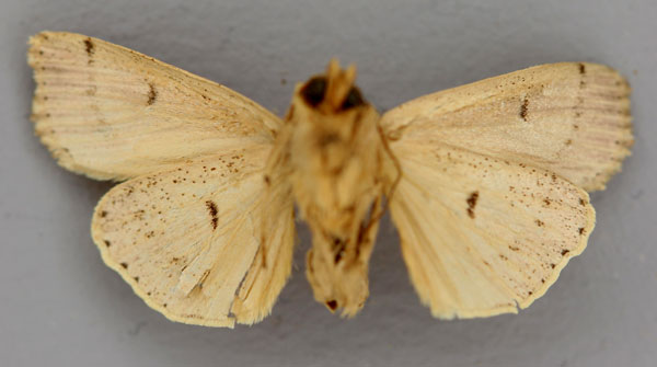 /filer/webapps/moths/media/images/A/arcuata_Mythimna_HT_RMCA_02.jpg