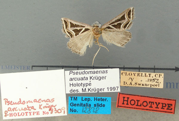 /filer/webapps/moths/media/images/A/arcuata_Pseudomaenas_HT_TMSA.jpg