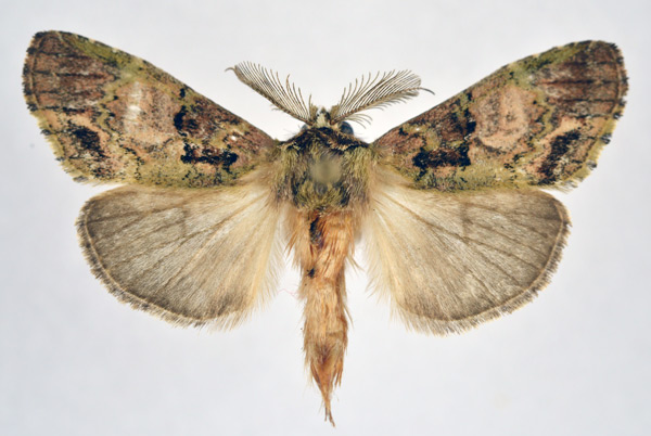 /filer/webapps/moths/media/images/A/arcuata_Rhenea_AM_NHMO.jpg