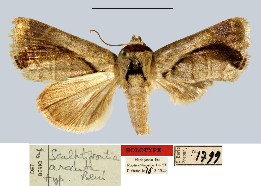 /filer/webapps/moths/media/images/A/arcuata_Sculptifrontia_HT_MNHN.jpg