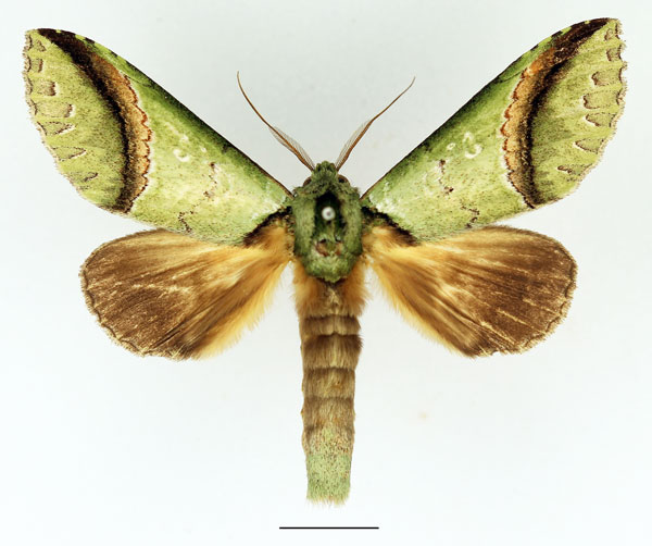 /filer/webapps/moths/media/images/A/arcuata_Somerina_AM_Basquin_01.jpg