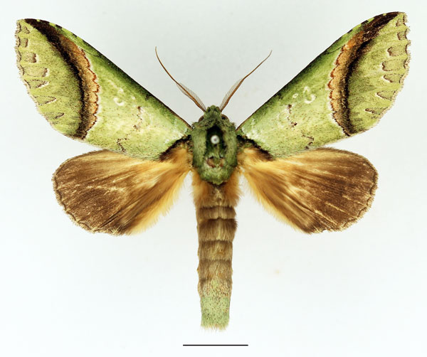 /filer/webapps/moths/media/images/A/arcuata_Somerina_AM_Basquin_01.jpg