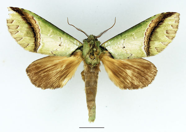 /filer/webapps/moths/media/images/A/arcuata_Somerina_AM_Basquin_02.jpg