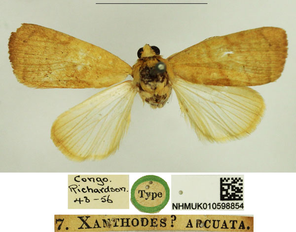 /filer/webapps/moths/media/images/A/arcuata_Xanthodes_HT_NHMUK.jpg