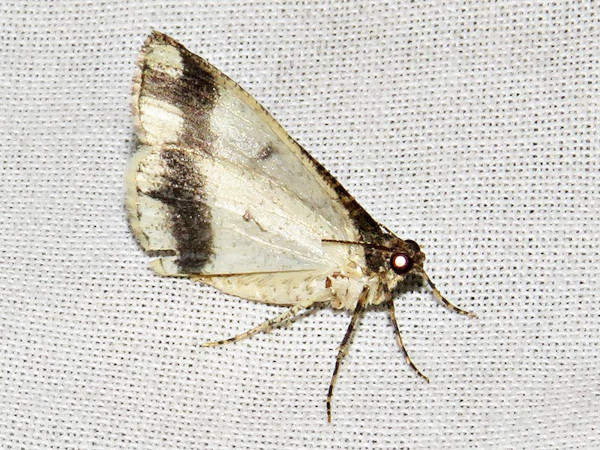 /filer/webapps/moths/media/images/A/arcuata_Xylopteryx_A_Braun.jpg
