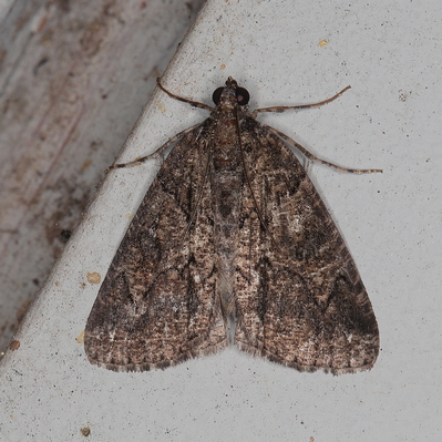 /filer/webapps/moths/media/images/A/arcuata_Xylopteryx_A_Heyns_01a.JPG
