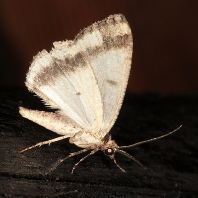 /filer/webapps/moths/media/images/A/arcuata_Xylopteryx_A_Heyns_01b.JPG