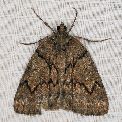 /filer/webapps/moths/media/images/A/arcuata_Xylopteryx_A_Heyns_03.JPG