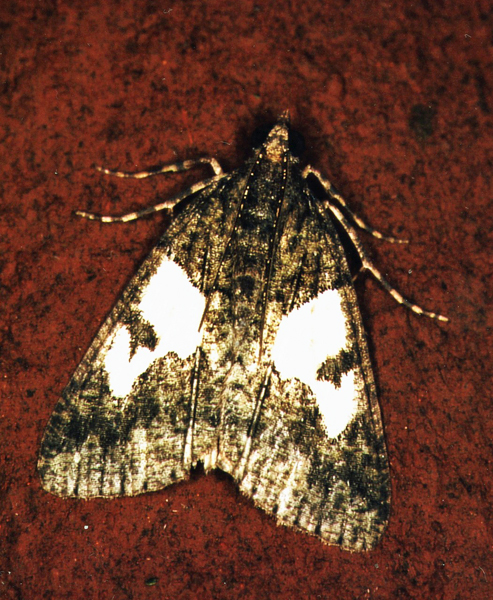 /filer/webapps/moths/media/images/A/arcuata_Xylopteryx_A_Roland_01.jpg
