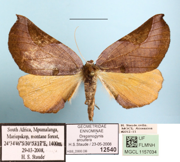 /filer/webapps/moths/media/images/A/arcuifera_Drepanogynis_AF_MGCLa_01.JPG