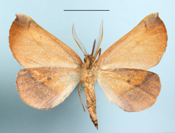 /filer/webapps/moths/media/images/A/arcuifera_Drepanogynis_AM_MGCLb_01.JPG