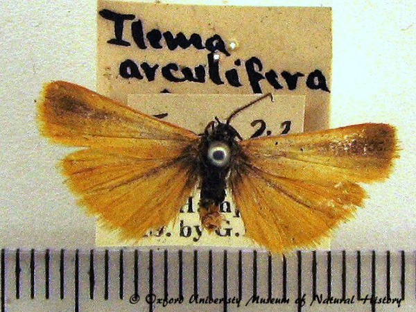 /filer/webapps/moths/media/images/A/arculifera_Eucreagra_A_OUMNH_02.JPG